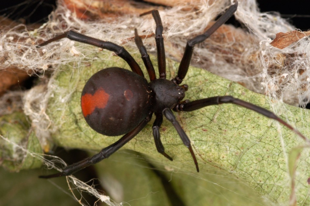 In Photos 21 Scariest Spiders In The World Espoir Chiapas 8296